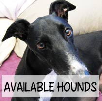 Available Hounds