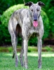 Recently Adopted Greyhounds